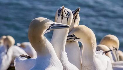 广州对比佛山,哪座城市更懂得品茶?